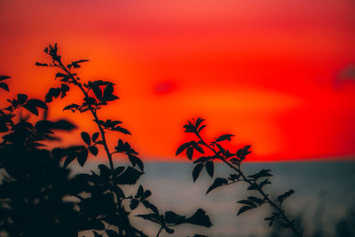 Close-up of silhouette plant against romantic sky at sunset