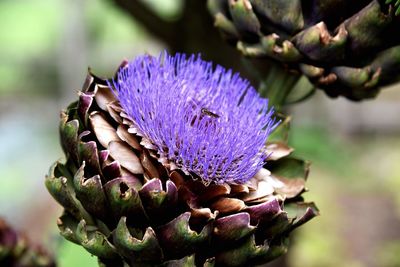 Close-up of purple thistle flower