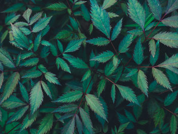 Full frame shot of green leaves