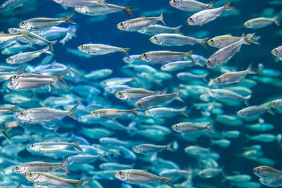 Shoal of alewives, alosa pseudoharengus, in an aquarium tank