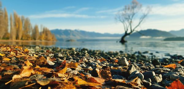 Autumn leaves on rock against sky