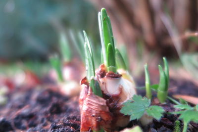 Close-up of plant against blurred background