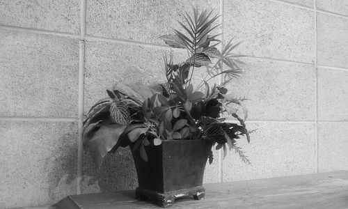 Potted plants in pot