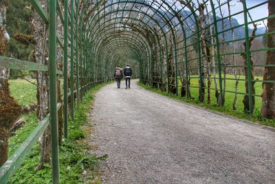 Rear view of people walking on road amidst trees