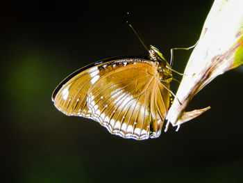 Close-up of butterfly on flower