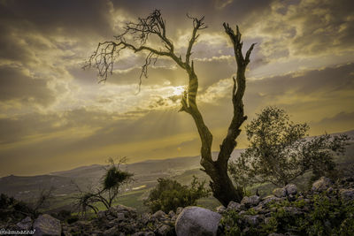 Bare tree on landscape against sky during sunset