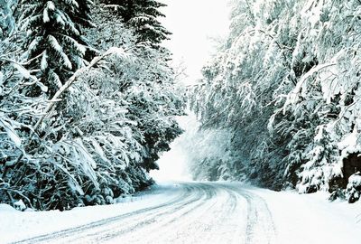 Road amidst trees during winter