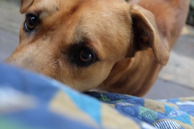 Close-up of dog looking away