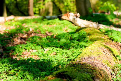 Close-up of mushrooms growing on tree trunk