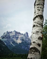 Low angle view of tree trunk against sky