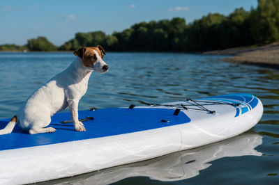 Dog on boat in lake