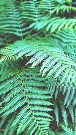 Full frame shot of fern leaves