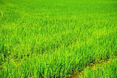 Scenic view of wheat field