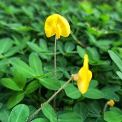 Close-up of yellow flowering plant