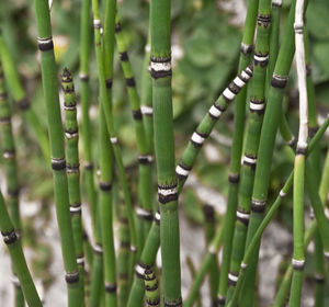 High angle view of bamboo on field