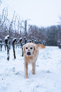 Dog on snow covered land