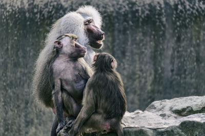 Baboons with infants on cliff