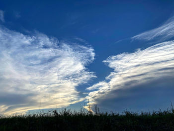 Low angle view of plants on field against sky