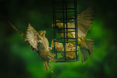 Bird flying over a feeder