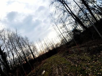 Low angle view of silhouette trees against sky