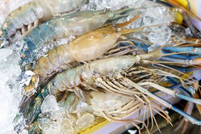 Close-up of fish on ice