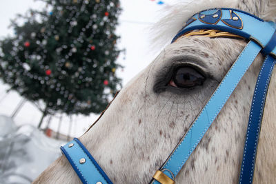 Close-up of horse