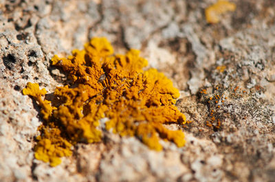 Close-up of yellow flower on rock