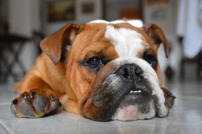 Close-up portrait of dog at home