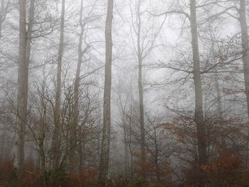 Bare trees in forest during foggy weather