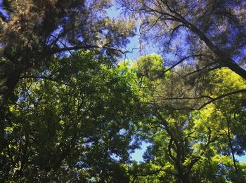 Low angle view of trees in forest