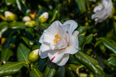 Close-up of flower growing outdoors