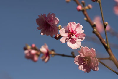 Low angle view of plum blossoms growing on tree against sky