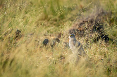 Bird standing in a field