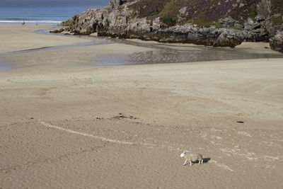 View of birds on beach