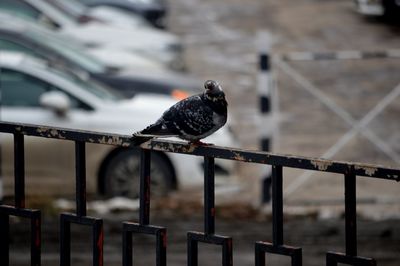 Bird perching on railing