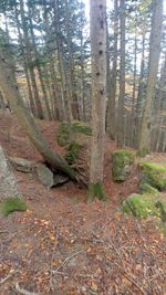 Pine trees in forest