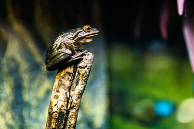 Close-up of frog on wooden post