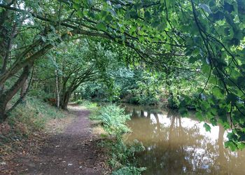 Scenic view of forest