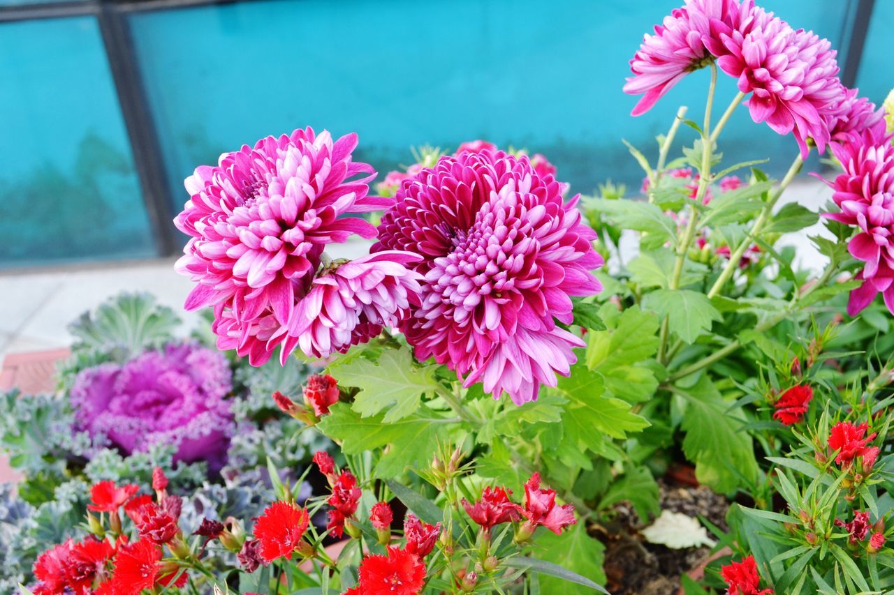 flower, pink color, fragility, growth, nature, beauty in nature, plant, freshness, petal, blooming, flower head, no people, outdoors, day, close-up, leaf