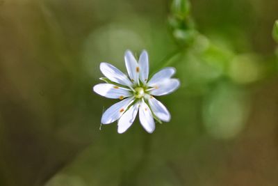 Close-up of white flower blooming outdoors