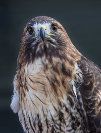 Close-up of red-tailed hawk