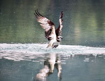 Bird flying over lake