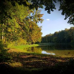 Scenic view of lake in forest during autumn