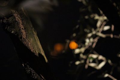 Close-up of plant growing on tree at night