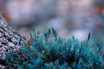 Close-up of pine tree during winter