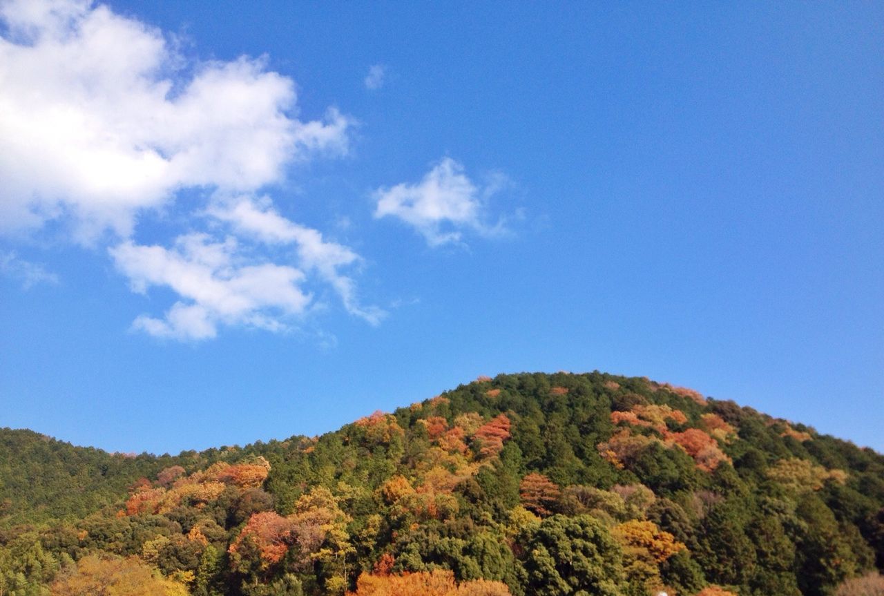 tree, tranquil scene, tranquility, sky, scenics, beauty in nature, mountain, blue, nature, low angle view, landscape, growth, non-urban scene, idyllic, cloud - sky, cloud, day, no people, mountain range, outdoors