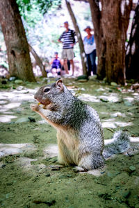 Close-up of squirrel on tree trunk