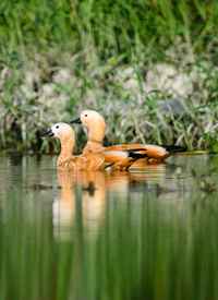 Ducks in a lake