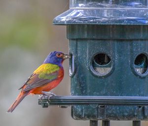 Close-up of bird perching on birdhouse