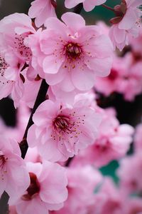 Close-up of pink flowers